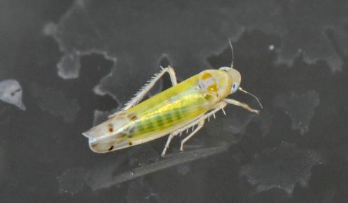 Ribautiana sp.